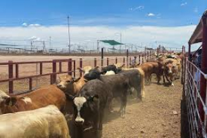 Buscan ganaderos de la regi&oacute;n exportar ganado al sur del pa&iacute;s