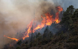 Activos 2 incendios en Madera en terrenos complicados