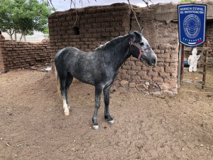 Recupera AEI Occidente un caballo con reporte de robo