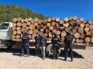 Detienen a tres talabosques en Guachochi