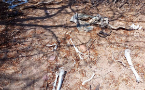 Identifican la identidad de los restos &oacute;seos localizados en An&aacute;huac