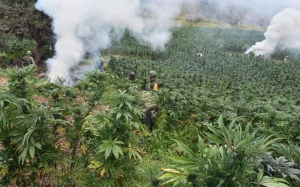 Encuentran plant&iacute;os de marihuana en rancho Georgina