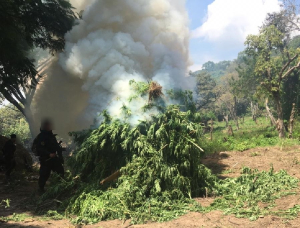 Destruyen m&aacute;s de 300 mil plantas de marihuana en Namiquipa