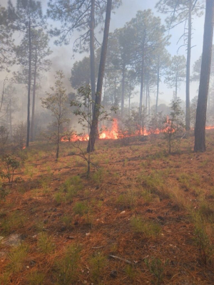 Se incendian m&aacute;s de 37 mil hect&aacute;reas en la sierra tarahumara