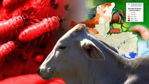 Crean programa especial para atender al gusano barrenador