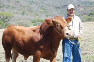 El ganado de Chihuahua es el m&aacute;s seguro: Julio Berdegu&eacute;