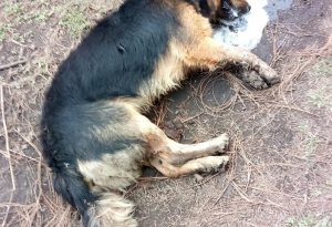 Denuncian envenenamiento de perros en An&aacute;huac