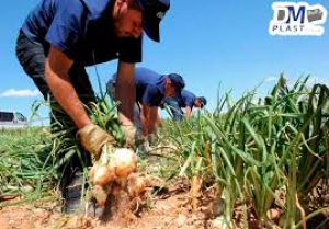 Chihuahua es quien produce m&aacute;s chile y cebolla del pa&iacute;s