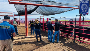 Perdidas millonarias diarias por el bloqueo al ganado Chihuahuense