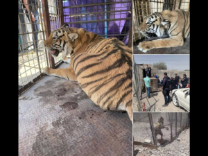 Aseguran tigre en paup&eacute;rrimas condiciones en Juarez