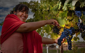 Creaci&oacute;n de vi&ntilde;edos en Chihuahua destaca a nivel nacional