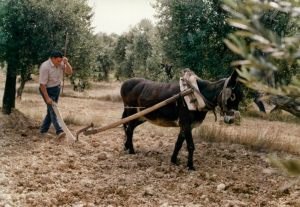 Entregan Fideapech y Desarrollo Rural 2.5 millones de pesos en cr&eacute;ditos para el campo