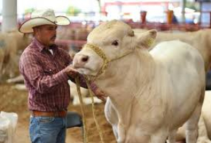 Chihuahua ya erradic&oacute; el gusano barrenador: Maru Campos
