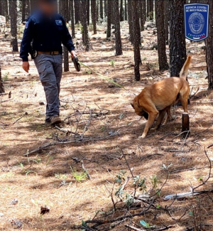 Realizan Fiscal&iacute;a zona occidente inspecci&oacute;n en Madera por cuatro desaparecidos