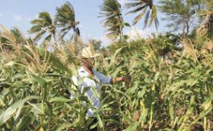 Informan sobre cr&eacute;ditos emergentes  para productores