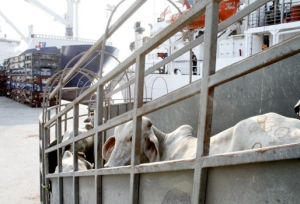 Por cierre comercial de EU, pierden millones ganaderos de Chihuahua