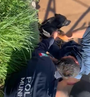 Detienen a sujeto por maltrato animal.