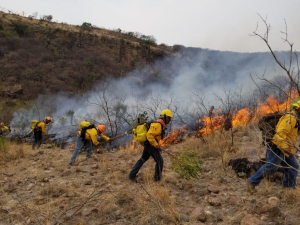 Combaten 40 brigadistas voraz en Madera