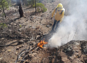 Combaten 16 incendios en la sierra tarahumara, solicitan ayuda