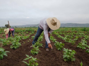 En 2025 entregaran apoyos agr&iacute;colas por sequ&iacute;a