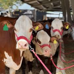 Realiza Uach la Jornada de Transferencia de Tecnolog&iacute;a en Ganader&iacute;a Sostenible