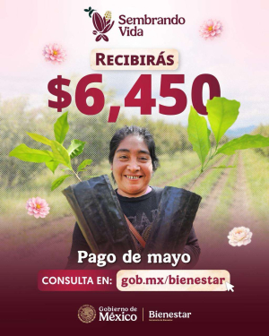 Anuncia Bienestar pago correspondiente del Programa Sembrando Vida
