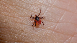 Alertan sobre la Rickettsia, 95 casos confirmados en Chihuahua