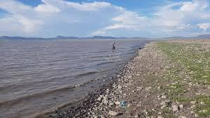 Mueren peces por la sequ&iacute;a en la laguna de Bustillos