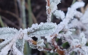 Pronostican fuertes heladas en la sierra tarahumara