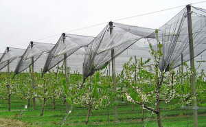 Apoyan a manzaneros con mallas antigranizo: Gobierno del estado