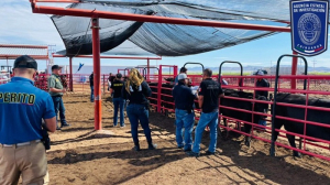 Venta de ganado interno, opci&oacute;n para productores