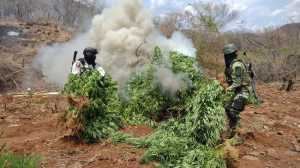 Destruyen m&aacute;s de siete mil plantas de amapola en Guadalupe y Calvo