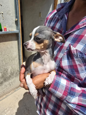 UACH te dice c&oacute;mo evitar golpes de calor en tus mascotas