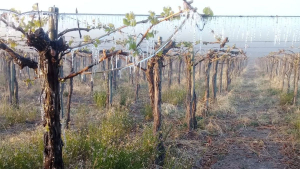 Manzaneros se preparan para las heladas tard&iacute;as